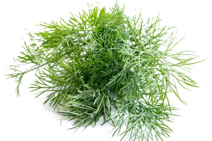 dill-2826179_1920.jpg